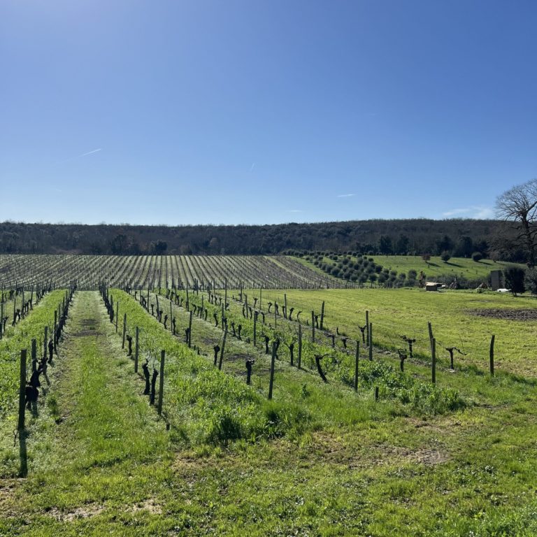 Domaine Ramnoux David