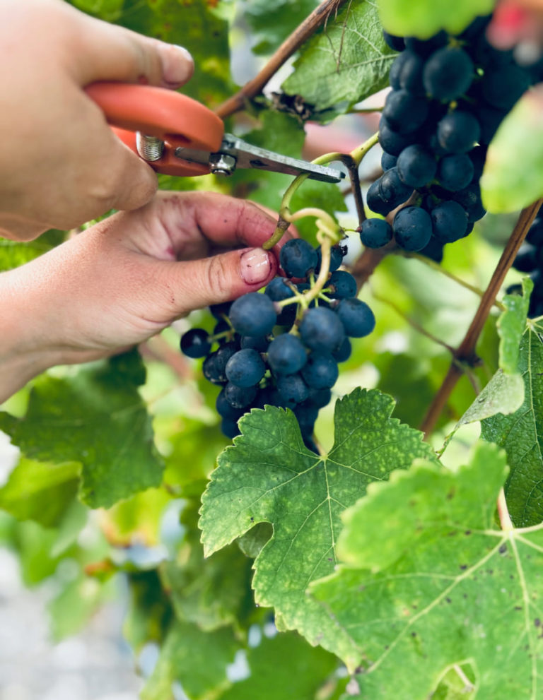 Domaine Le Grand Bourras