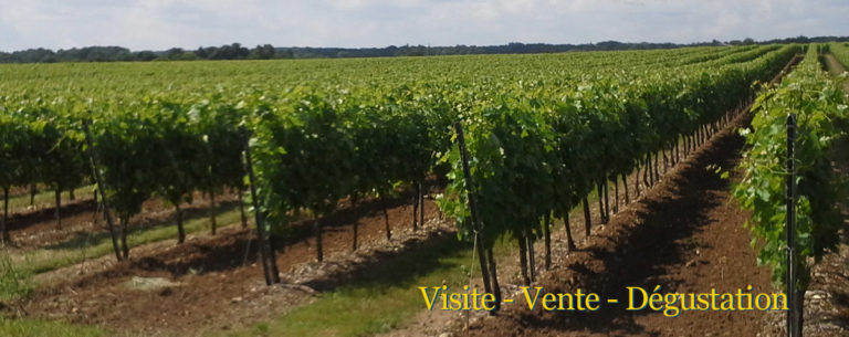 Vignoble Plaize