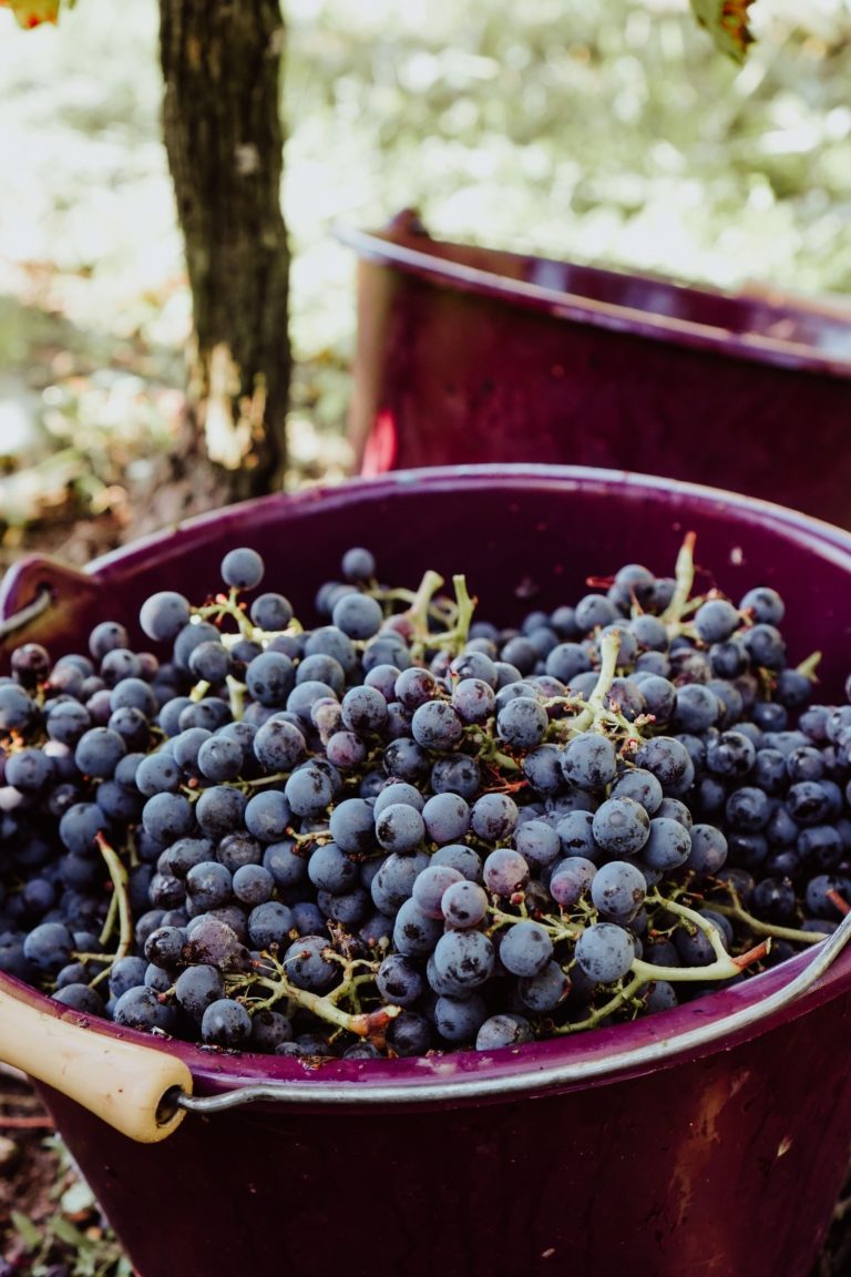 Vignoble Thibeau
