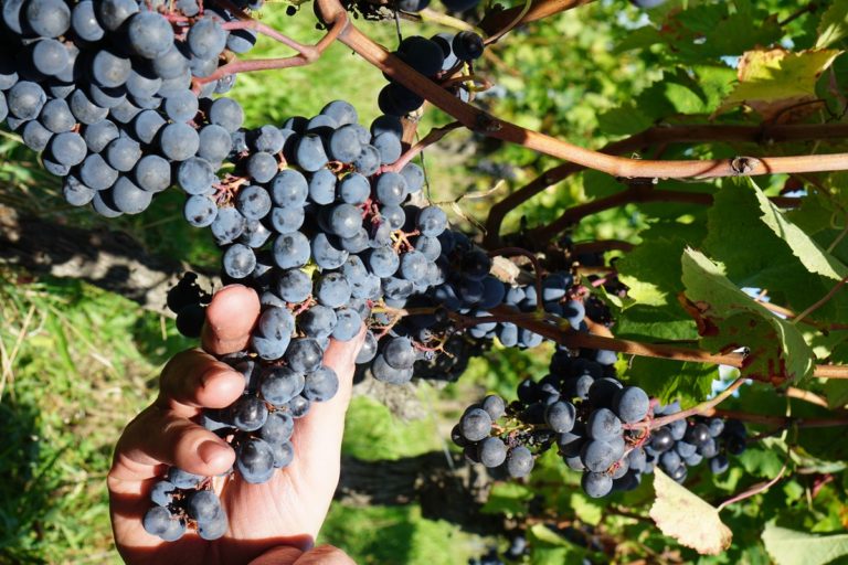 Domaine Gendronneau