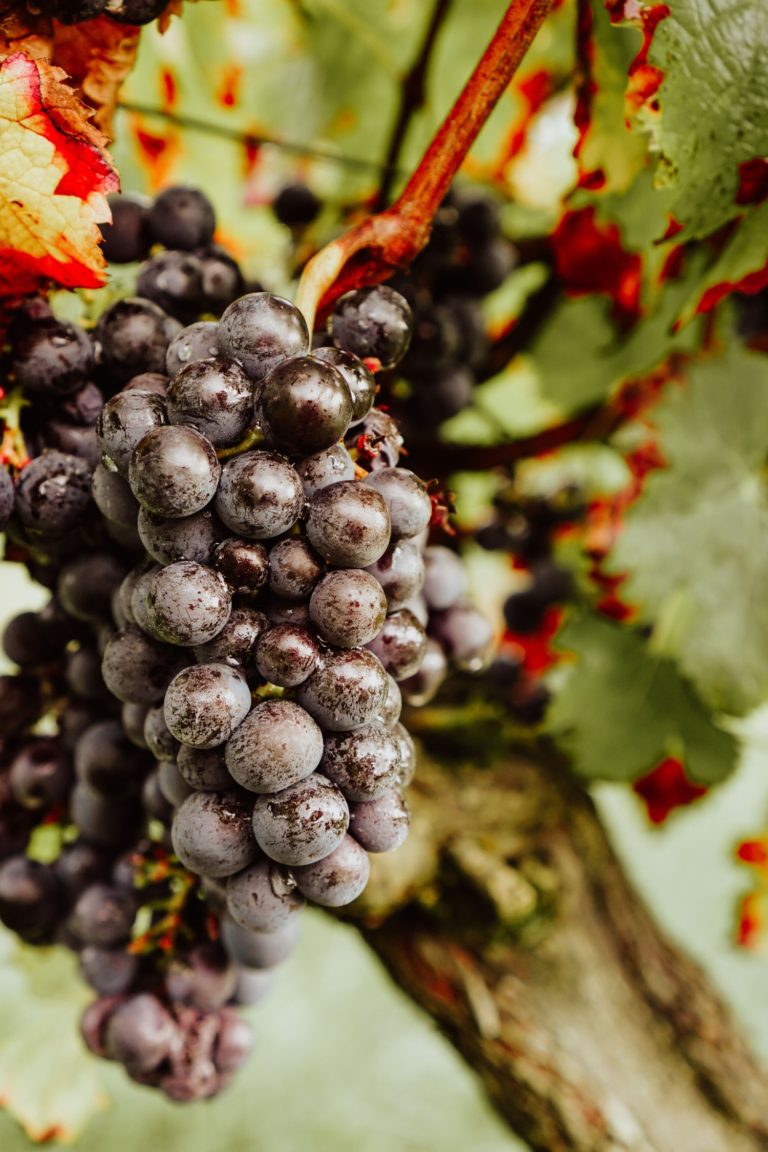 Domaine Gardrat