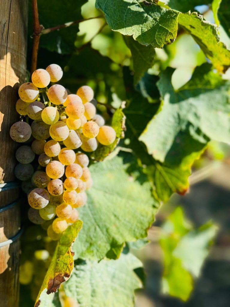 Domaine Birolleau Alain