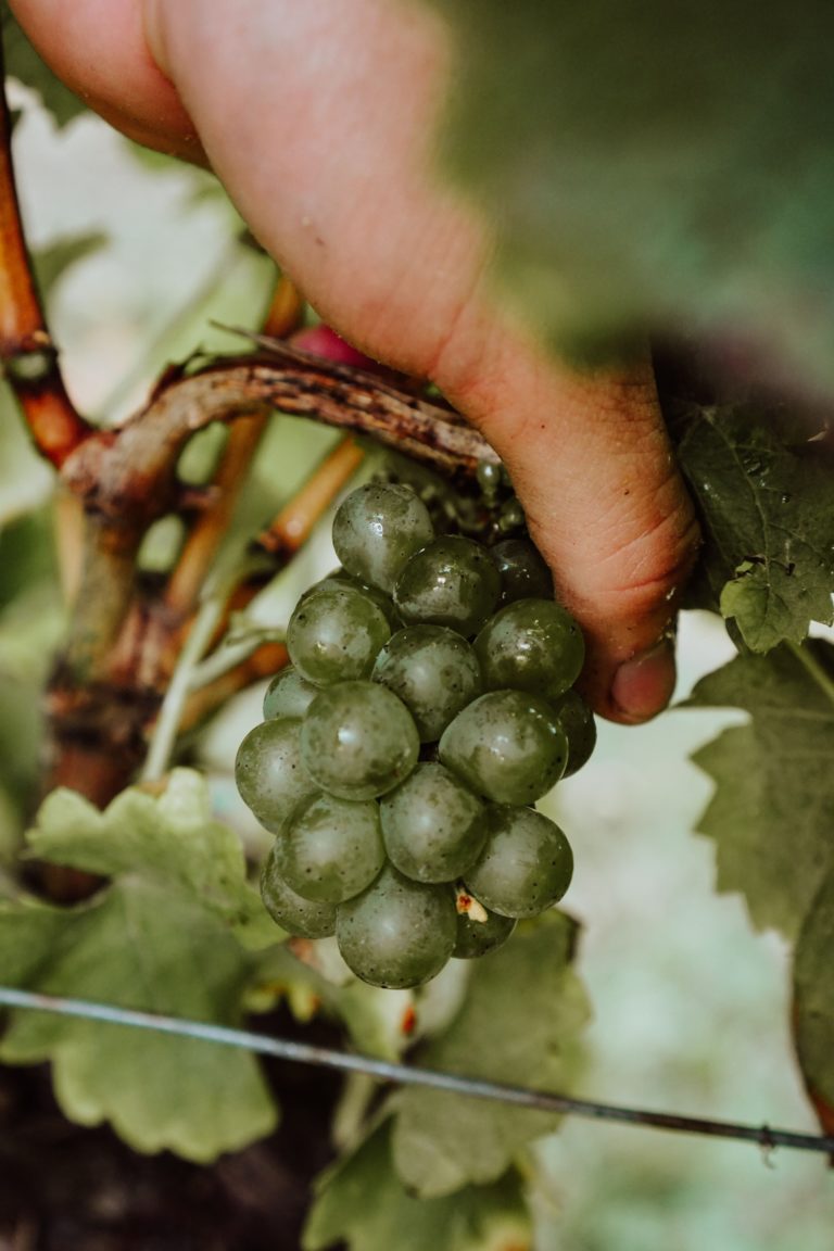 Domaine de Coulonges