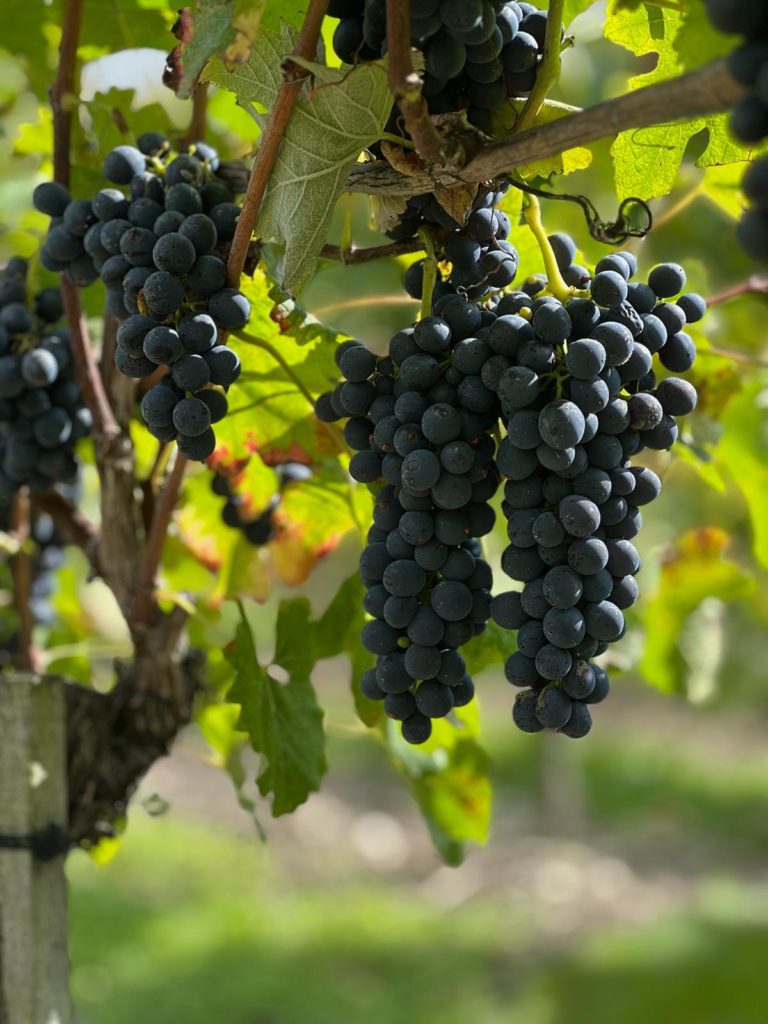 Domaine Le Renaudin