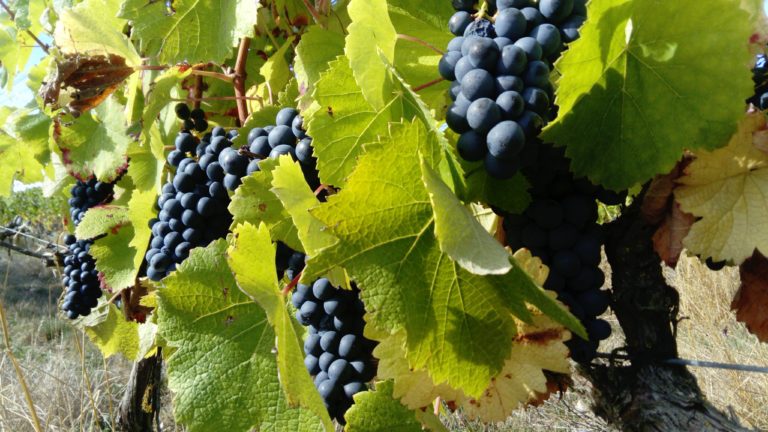 Domaine Pillet Alain