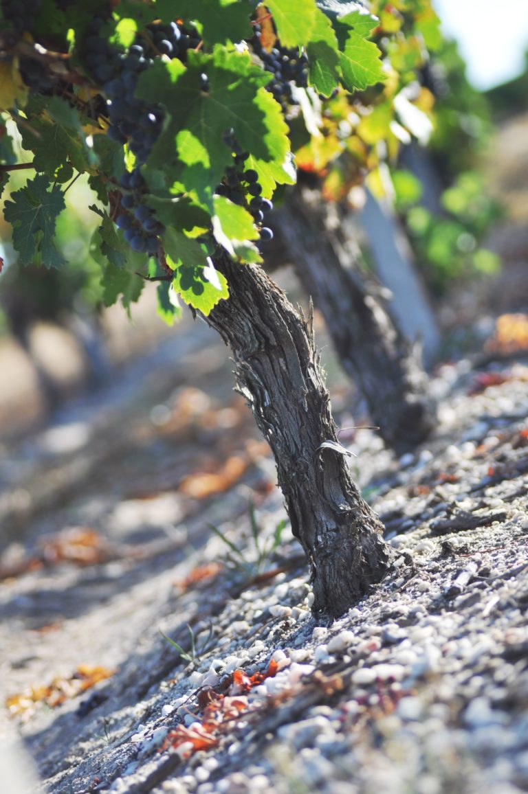 Domaine Le Clos Joly