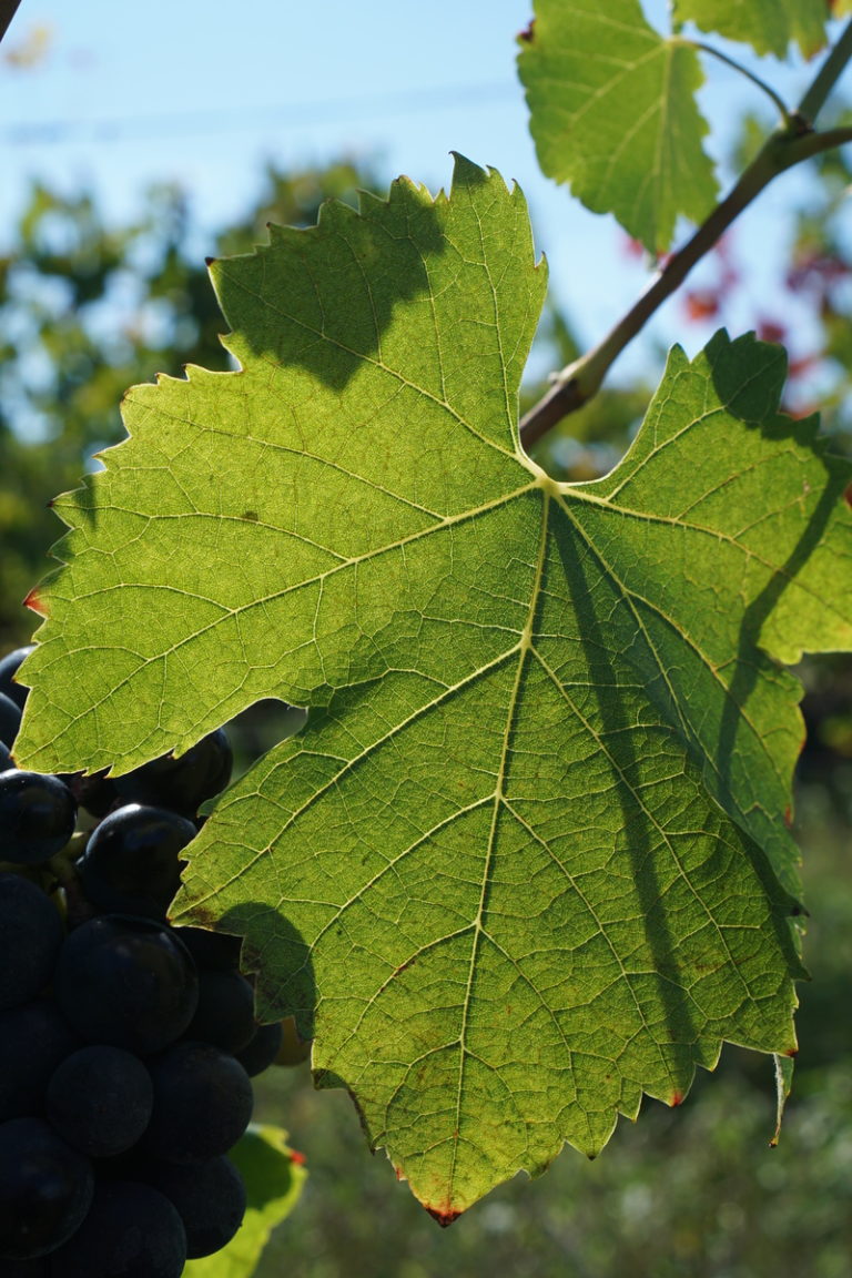 Domaine Tardet Pradere