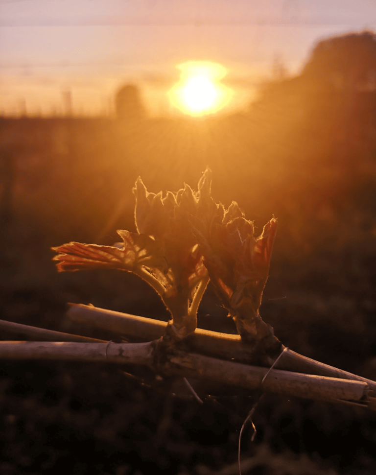 Domaine Pascal Clair