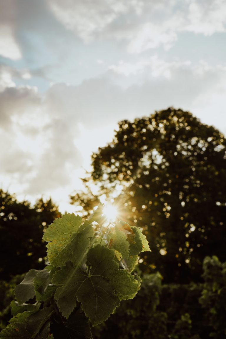 Domaine du Puits Faucon