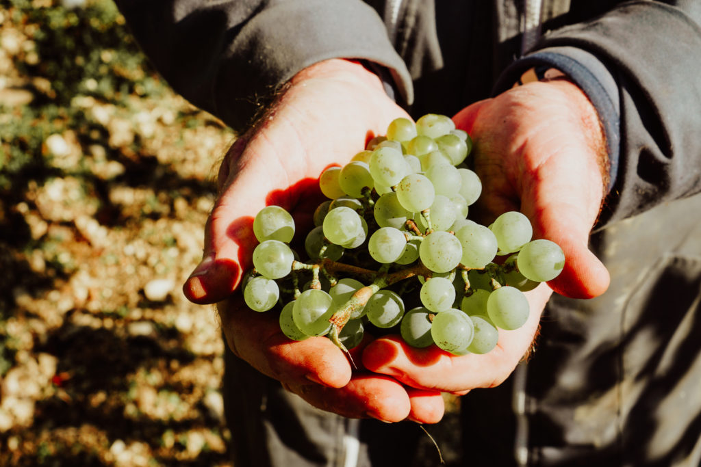 Vendanges 2025, c’est parti !